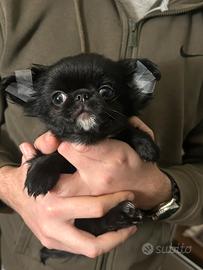 Chihuahua mini mini miny