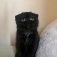 Ultima cucciola Scottish fold
