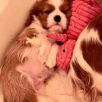 Cavalier King Charles Spaniel con pedigree