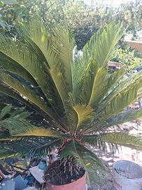 Cycas