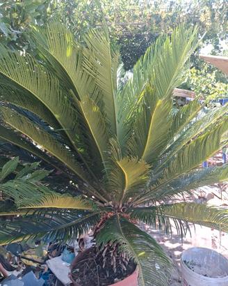 Cycas
