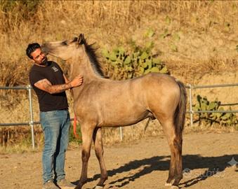 Puledra buckskin