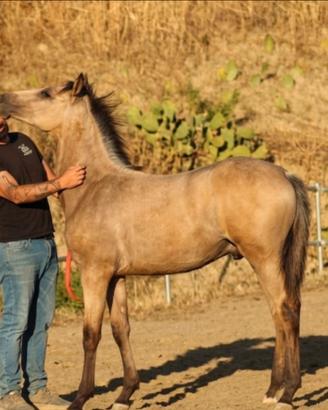 Puledra buckskin