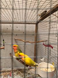 Inseparabili