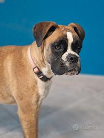 Cucciola boxer allevamento certificato
