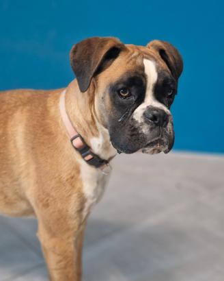 Cucciola boxer allevamento certificato