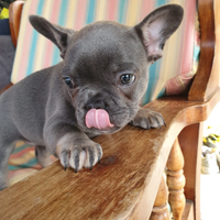 Bulldog Francese