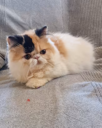 Cucciola gatta persiana