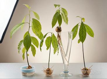 Pianta avocado