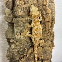 Baby Rhacodactylus auriculatus