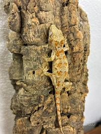 Baby Rhacodactylus auriculatus