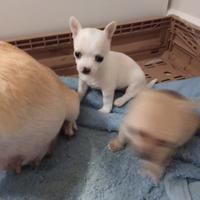 Chihuahua
