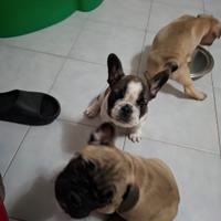 Bulldog francese
