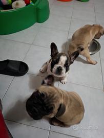 Bulldog francese