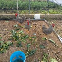 Galli galline pulcini