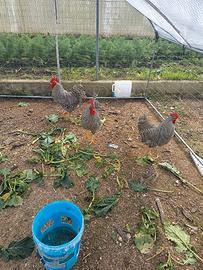 Galli galline pulcini