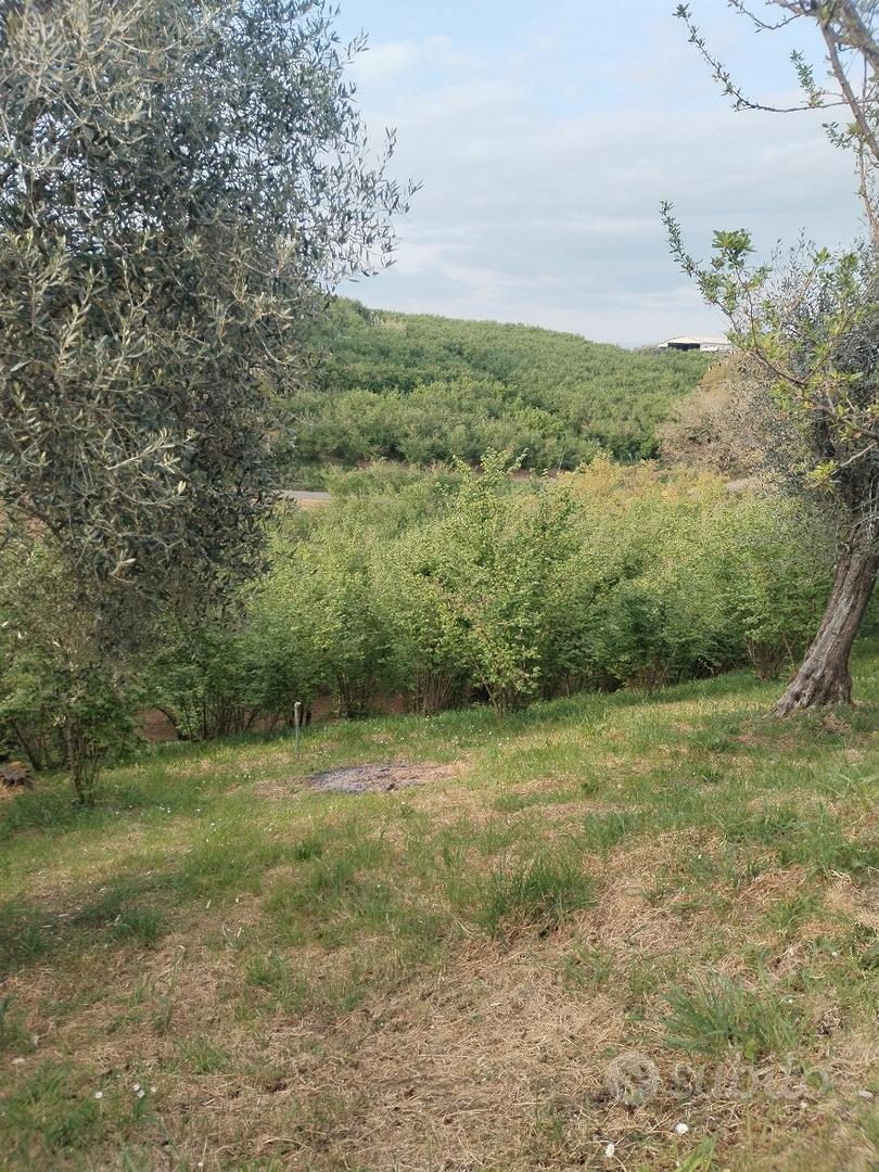 Noccioleto - Vista 5