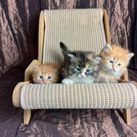 Disponibili cuccioli gatto siberiano pedigreeENFI