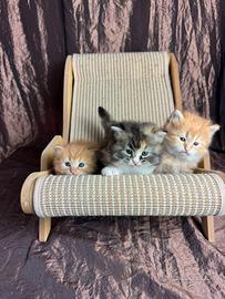 Disponibili cuccioli gatto siberiano pedigreeENFI