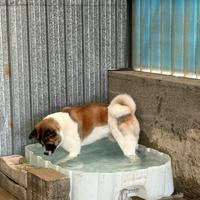 Akita americano maschio