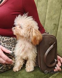 Barboncino per monta