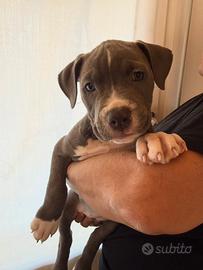 Cucciola di amstaff femmina