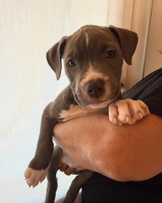 Cucciola di amstaff femmina