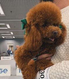 Barboncino Nano con pedigree Enci per monta