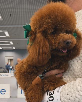 Barboncino Nano con pedigree Enci per monta