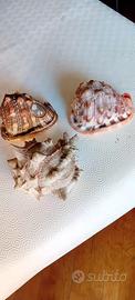 Collezione di conchiglie