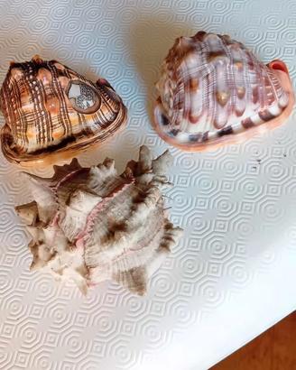 Collezione di conchiglie