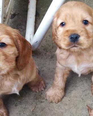 Cocker Spaniel linea inglese maschietti