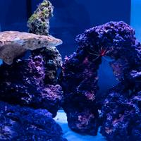 Roccia per Acquario Marino