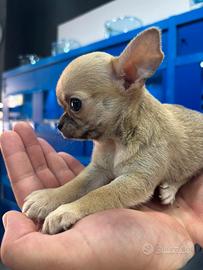 Chihuahua con pedigree