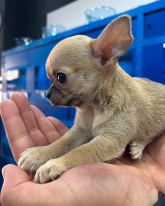 Chihuahua con pedigree