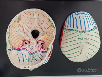 Teschio per studi medicina osteopatia