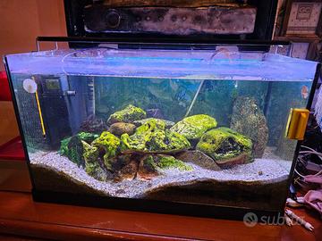 Pesci ciclidi tanganica