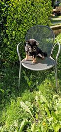 Shiba Inu cuccioli taglia piccola