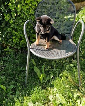 Shiba Inu cuccioli taglia piccola