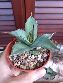 Agave titanota. Vaso 9 cm Piante Grasse Cactus 