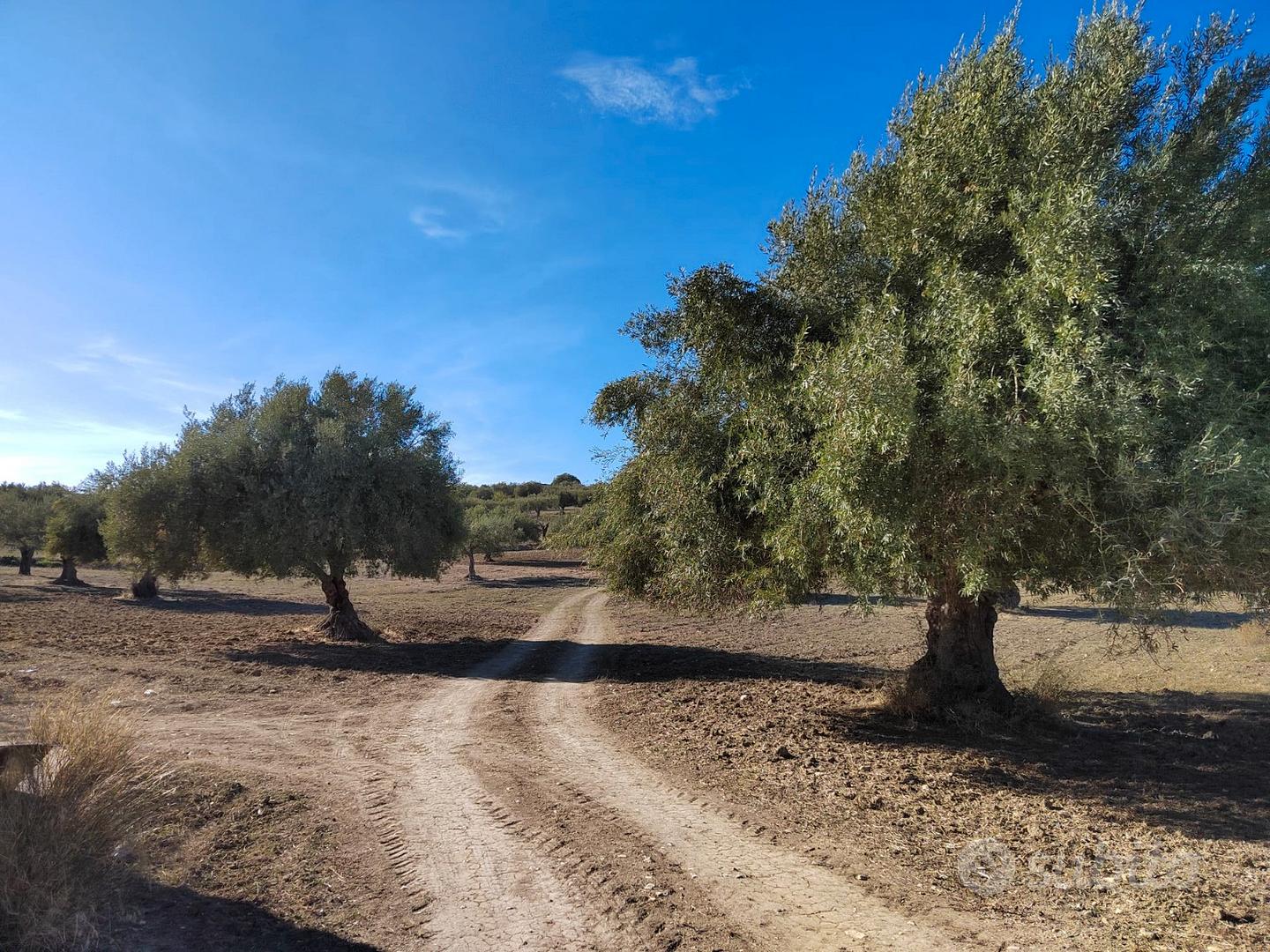 Terreno Agricolo 90 alberi Ulivo + Casa Scicli RG - Altro