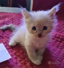 Gattini siberiani di pura razza