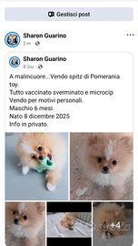 Spitz di Pomerania toy