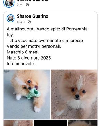 Spitz di Pomerania toy
