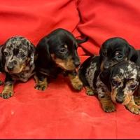 Cuccioli di bassotto nano tedesco
