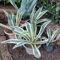 Piante Agave