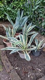Piante Agave