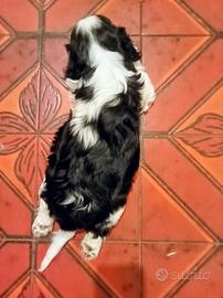 Cuccioli di Cavalier King con pedigree Enci