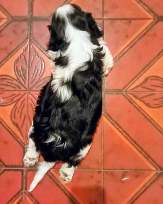Cuccioli di Cavalier King con pedigree Enci