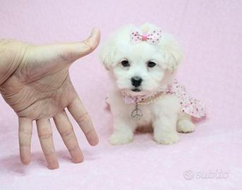 Maltese
